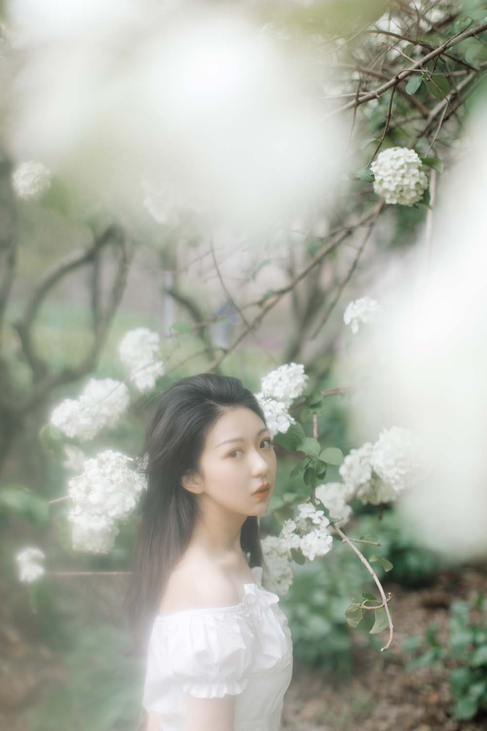 [YITUYU艺图语]2021.12.31 绣球花开 小tom